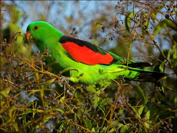 Red-winged Parrot red_winged_parrot_115421.psd