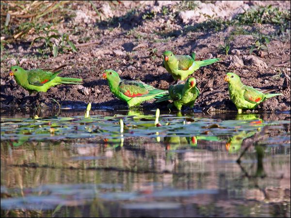 Red-winged Parrot red_winged_parrot_42868.jpg