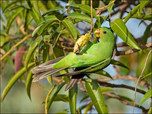 Red-winged Parrot red_winged_parrot_92440.psd