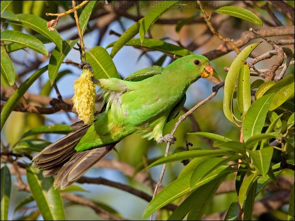 Red-winged Parrot red_winged_parrot_92499.psd