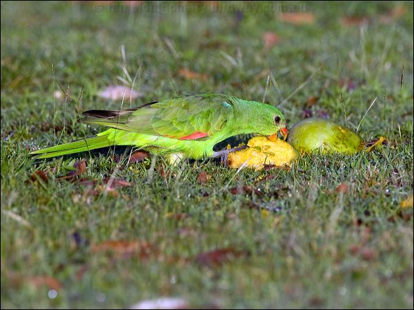Red-winged Parrot red_winged_parrot_92676.psd