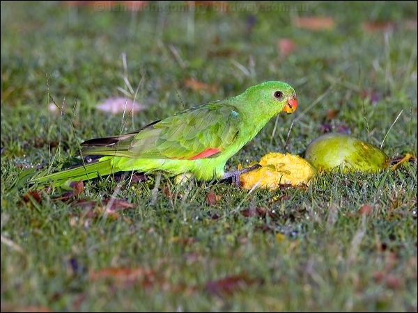 Red-winged Parrot red_winged_parrot_92677.psd