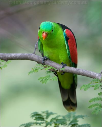 Red-winged Parrot red_winged_parrot_98756.psd