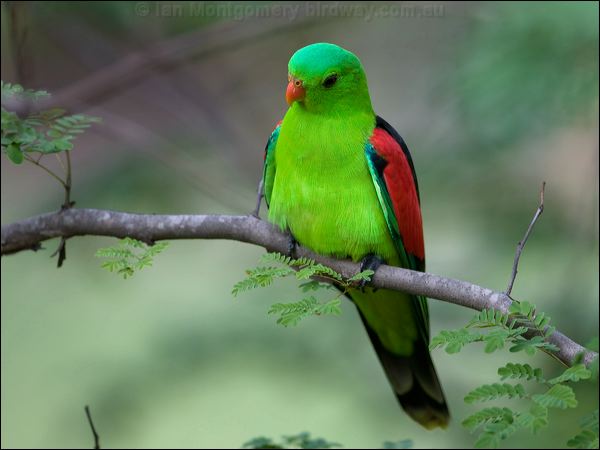 Red-winged Parrot red_winged_parrot_98758.psd