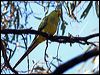 regent_parrot_87970