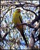 regent_parrot_87979