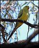 regent_parrot_88010