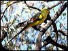 Click here to enter gallery and see photos of Regent Parrot