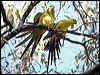 regent_parrot_88063