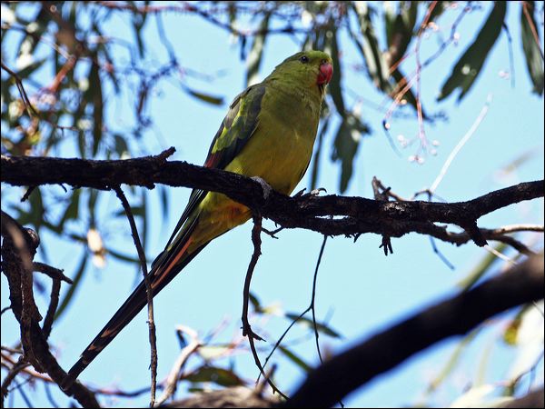 Regent Parrot regent_parrot_87970.psd