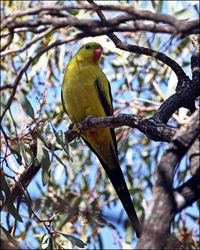 Regent Parrot regent_parrot_87979.psd