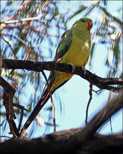 Regent Parrot regent_parrot_88010.psd