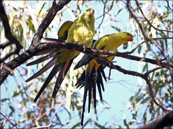 Regent Parrot regent_parrot_88063.psd