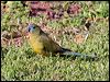 rock_parrot_38718