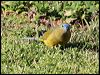 rock_parrot_38727