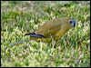 Click here to enter gallery and see photos of Rock Parrot