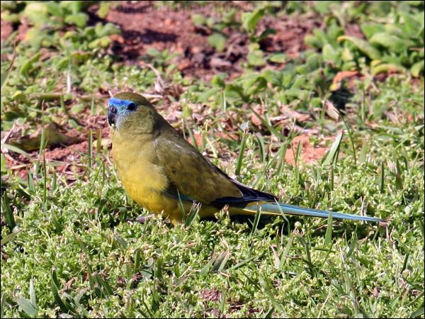Rock Parrot rock_parrot_38718.psd