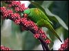 Click here to enter gallery and see photos of Scaly-breasted Lorikeet