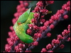 scalybreastlorikeet_185737