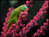 scalybreastlorikeet_185765