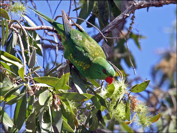 Scaly-breasted Lorikeet scalybreastedlorikeet00987.psd
