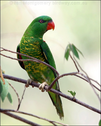 Scaly-breasted Lorikeet scalybreastedlorikeet03233.psd