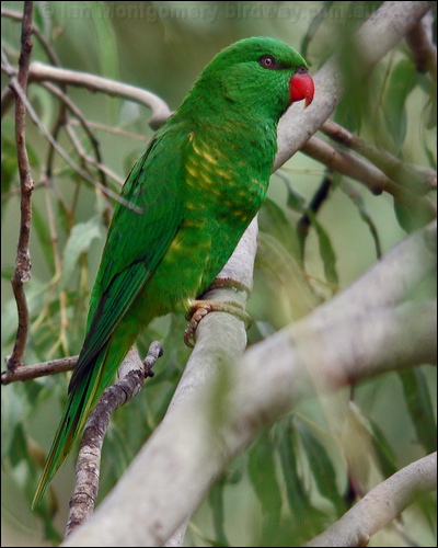 Scaly-breasted Lorikeet scalybreastedlorikeet20352.psd