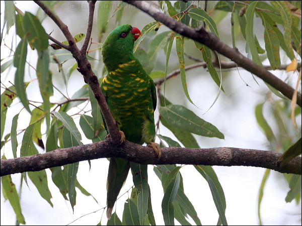 Scaly-breasted Lorikeet scalybreastedlorikeet47600.psd