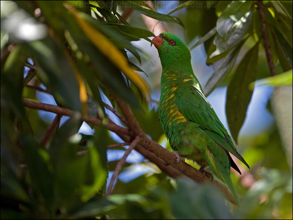Scaly-breasted Lorikeet scalybreastedlorikeet99134.psd