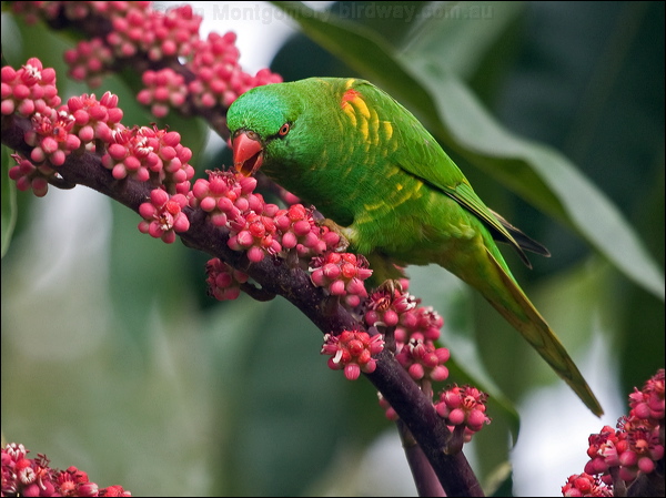 Scaly-breasted Lorikeet scalybreastlorikeet_185682.psd