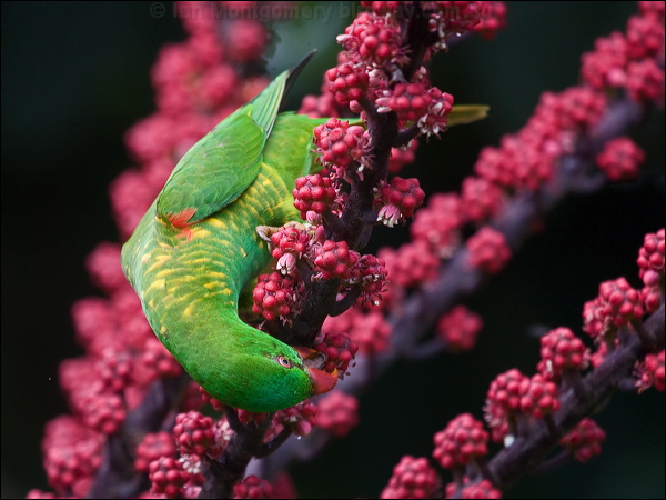 Scaly-breasted Lorikeet scalybreastlorikeet_185737.psd