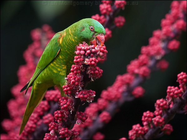 Scaly-breasted Lorikeet scalybreastlorikeet_185765.psd