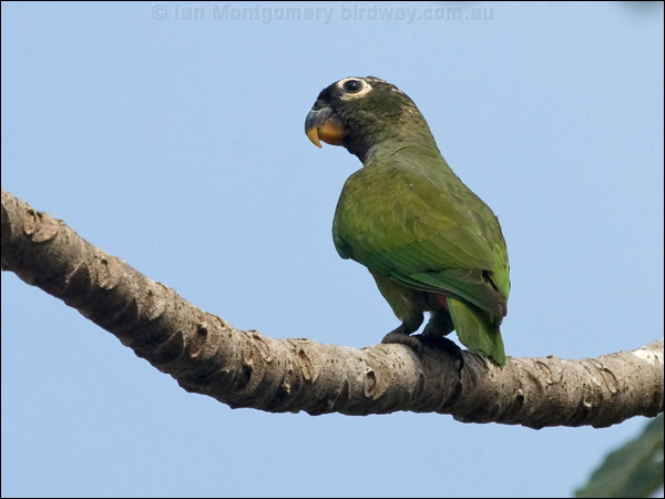 Scaly-headed Parrot scaly_headed_parrot_202226.psd