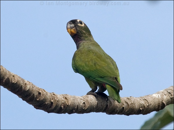 Scaly-headed Parrot scaly_headed_parrot_202227.psd