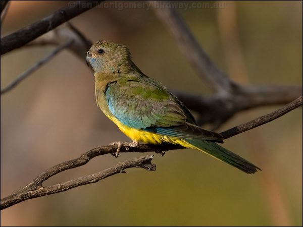 Scarlet-chested Parrot scarletchestparrot_89290.psd
