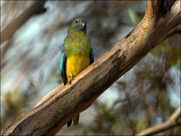 Scarlet-chested Parrot scarletchestparrot_89299.psd