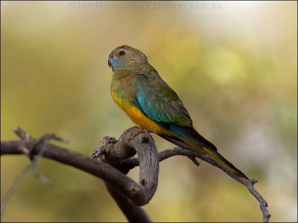 Scarlet-chested Parrot scarletchestparrot_89321.psd
