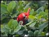 scarlet_macaw_112572