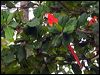 scarlet_macaw_112596