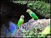 scarl_sh_parrotlet_26011