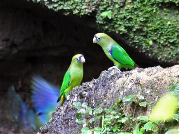 Scarlet-shouldered Parrotlet scarl_sh_parrotlet_26011.psd