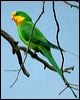 superb_parrot_08687