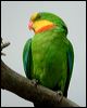 superb_parrot_08702