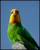 superb_parrot_08719