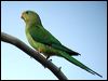 superb_parrot_08730