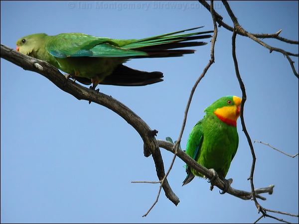 Superb Parrot superb_parrot_08683.psd