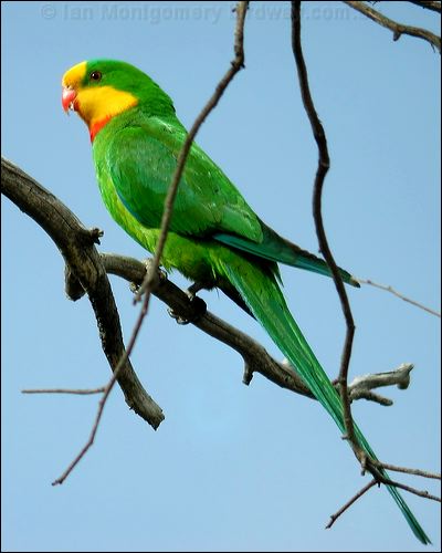 Superb Parrot superb_parrot_08687.psd