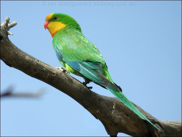 Superb Parrot superb_parrot_08689.psd