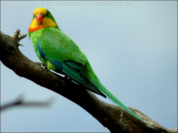 Superb Parrot superb_parrot_08696.psd