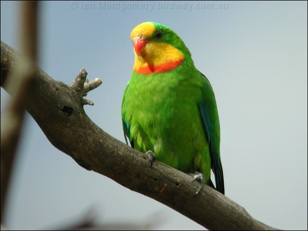 Superb Parrot superb_parrot_08703.psd
